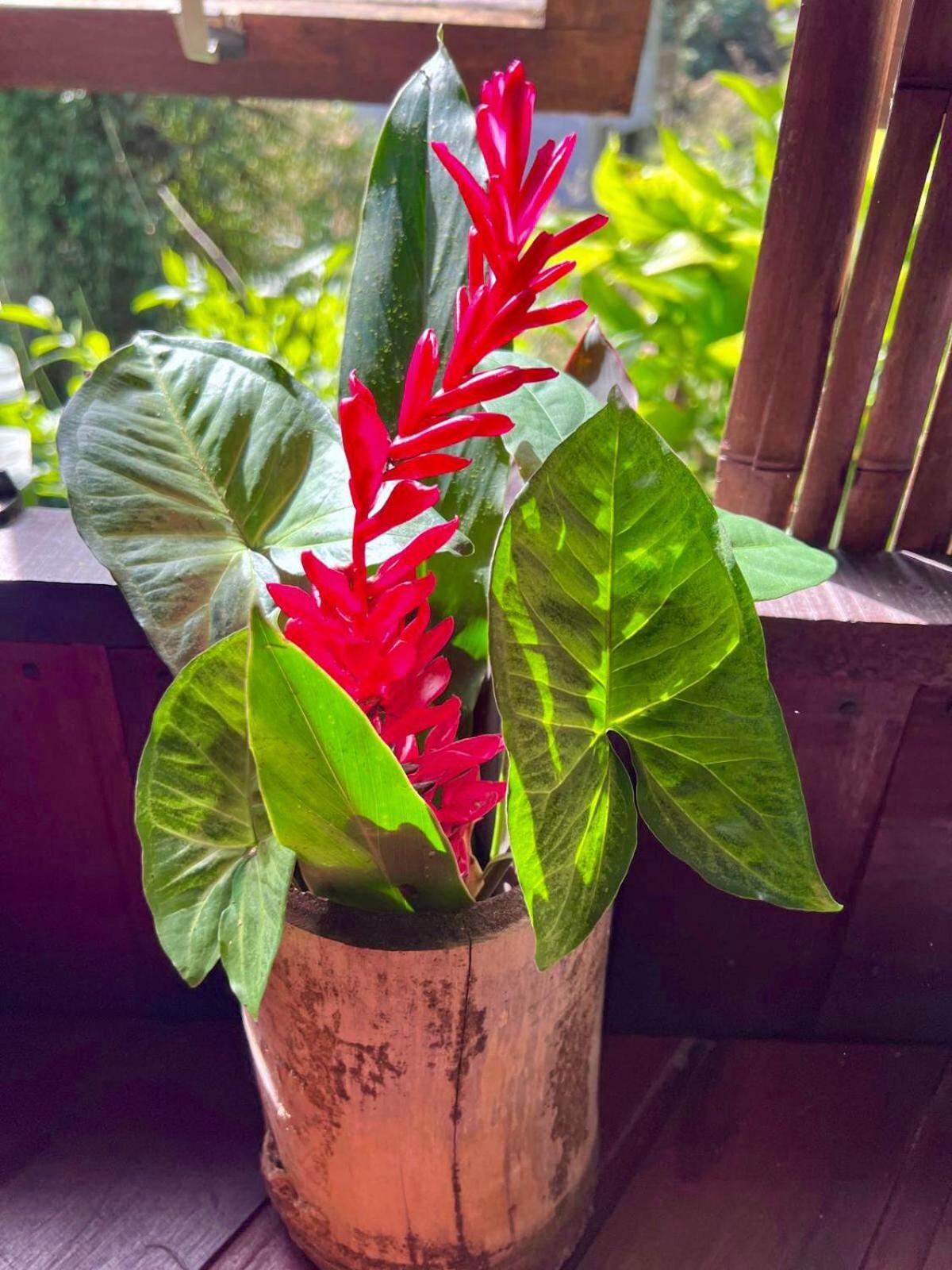 Sitio Simple Life Bed & Breakfast Ubatuba Luaran gambar